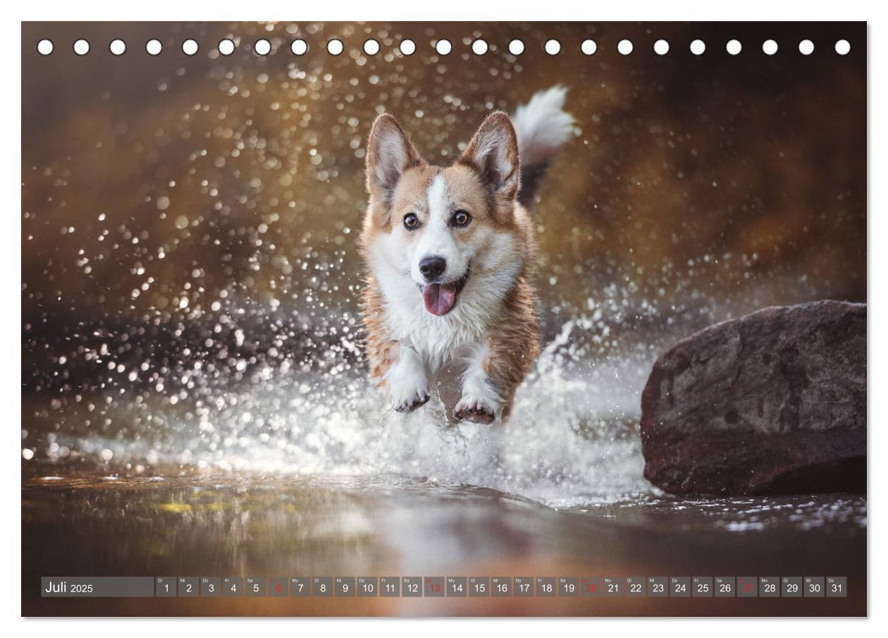 Bild: 9783435117925 | Welsh Corgi - Der Kobold unter den Hunden (Tischkalender 2025 DIN...