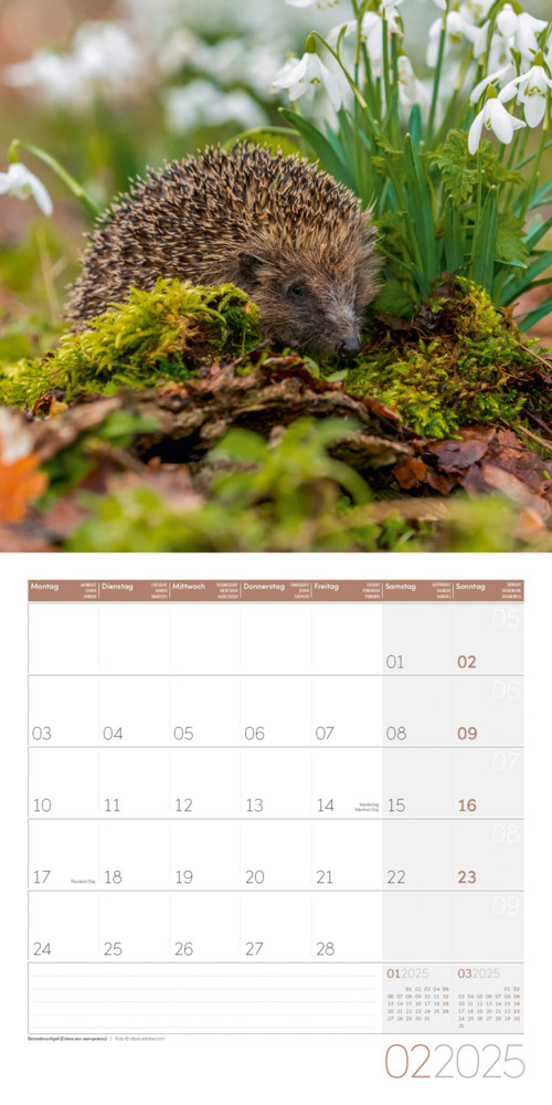 Bild: 9783838445267 | Heimische Wildtiere Kalender 2025 - 30x30 | Ackermann Kunstverlag