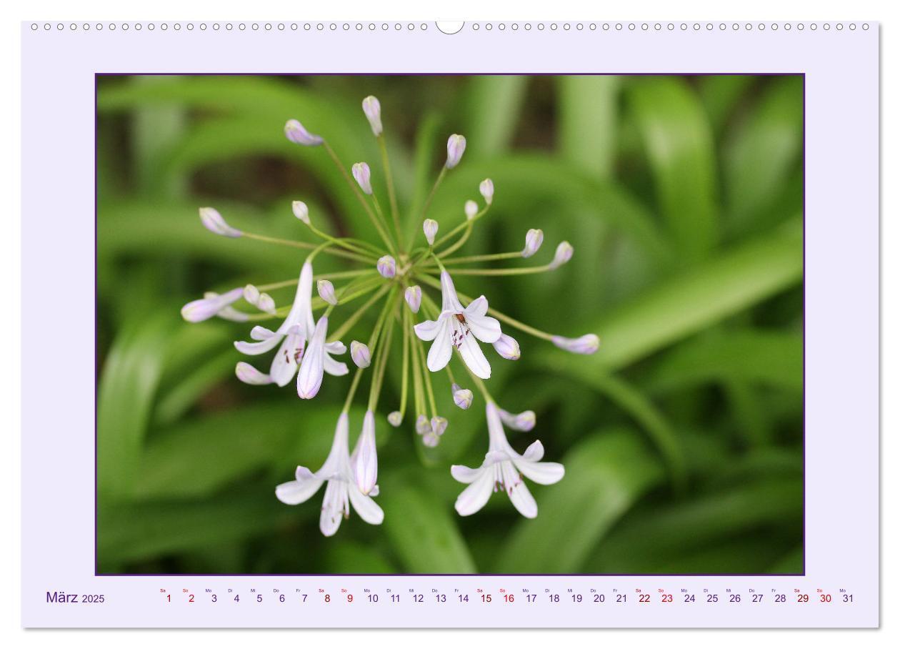 Bild: 9783435030682 | Schmucklilie - Agapanthus (hochwertiger Premium Wandkalender 2025...