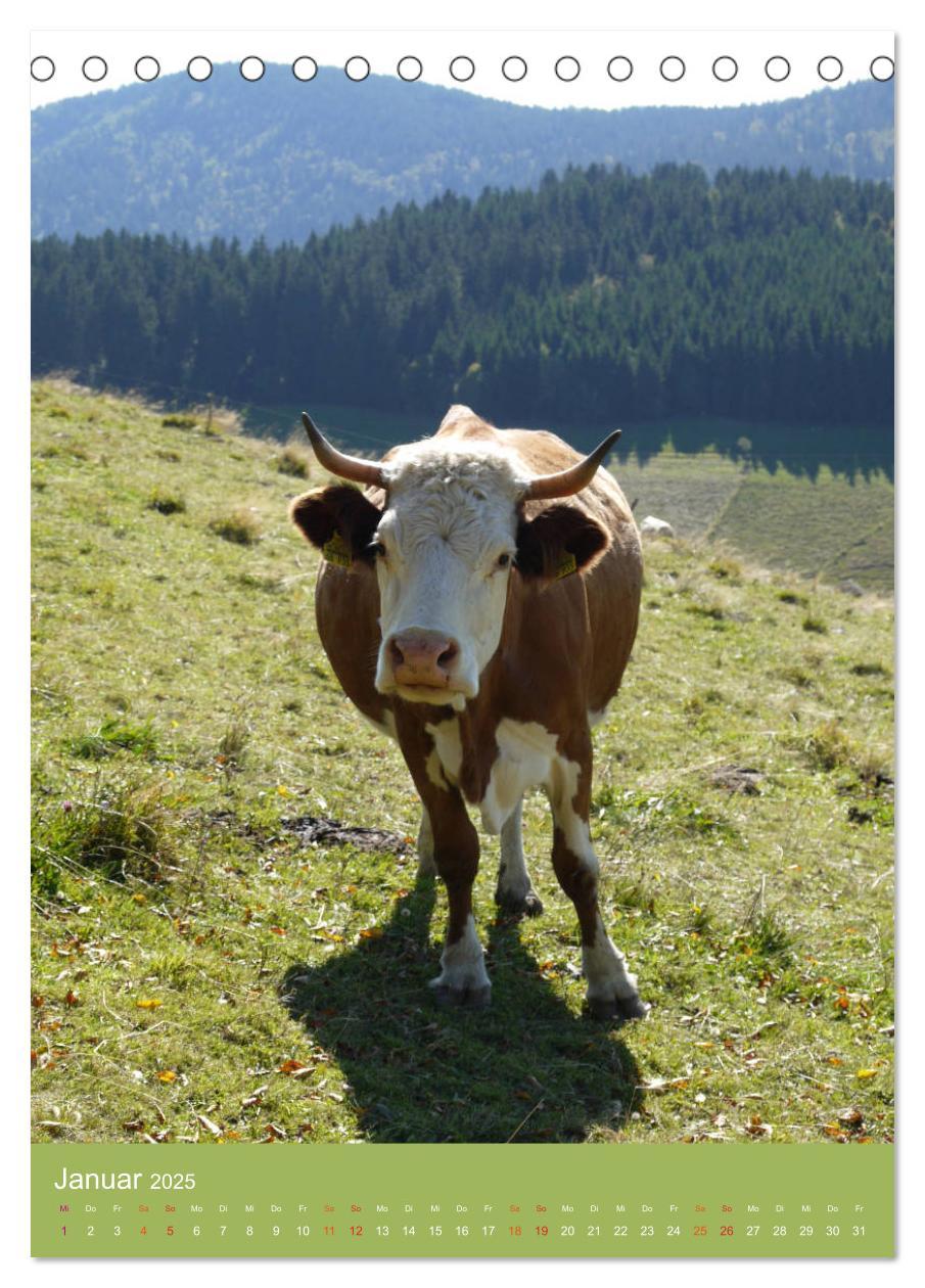 Bild: 9783457026557 | Schwarzwald und Kühe im Hochformat (Tischkalender 2025 DIN A5...