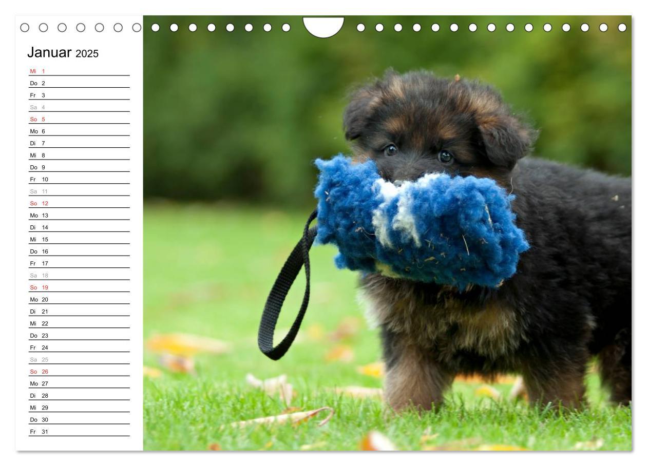 Bild: 9783435474912 | Deutscher Schäferhund - Welpen (Wandkalender 2025 DIN A4 quer),...