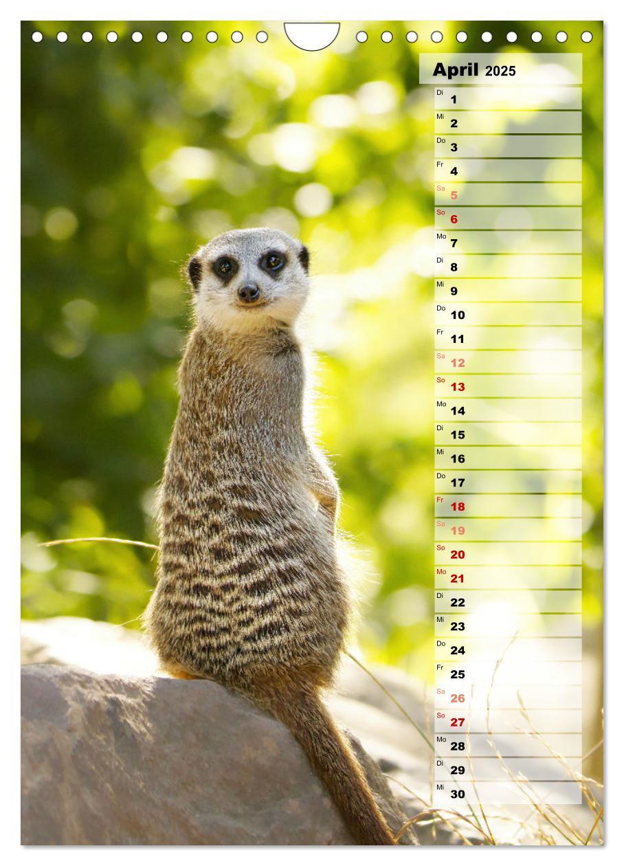 Bild: 9783435890996 | Erdmännchen, putzige Kerlchen mit großen Knopfaugen (Wandkalender...