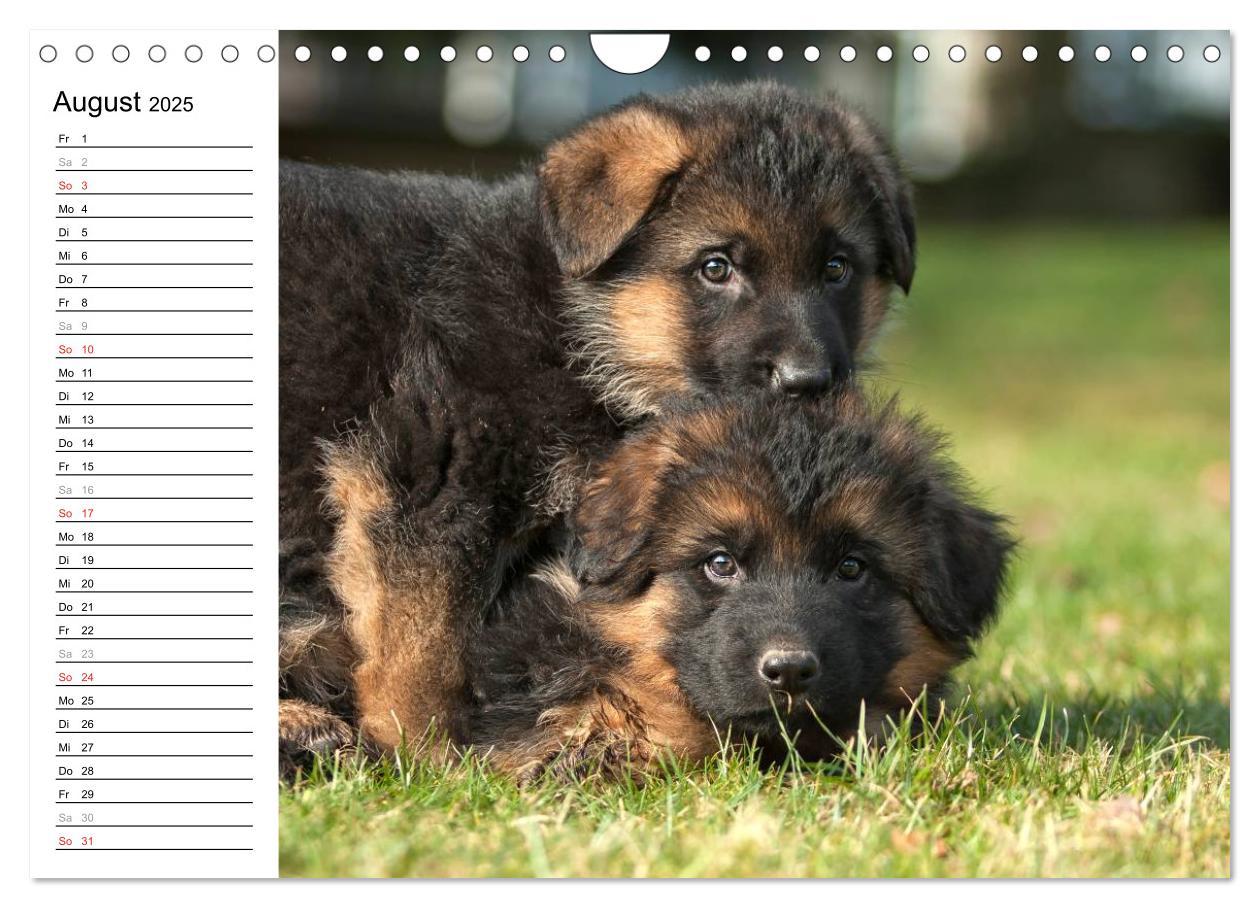 Bild: 9783435474912 | Deutscher Schäferhund - Welpen (Wandkalender 2025 DIN A4 quer),...