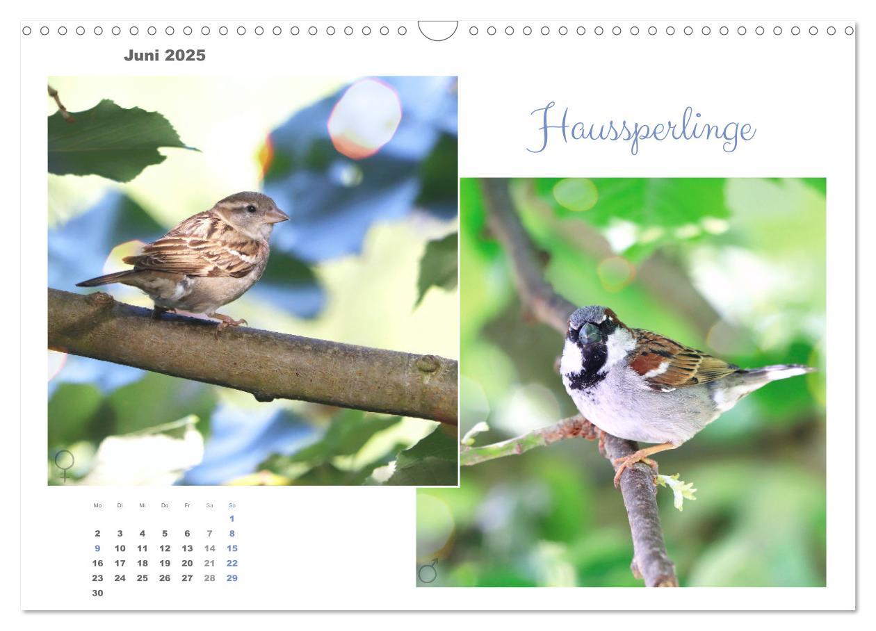 Bild: 9783435059294 | Vogel-Pärchen (Wandkalender 2025 DIN A3 quer), CALVENDO Monatskalender