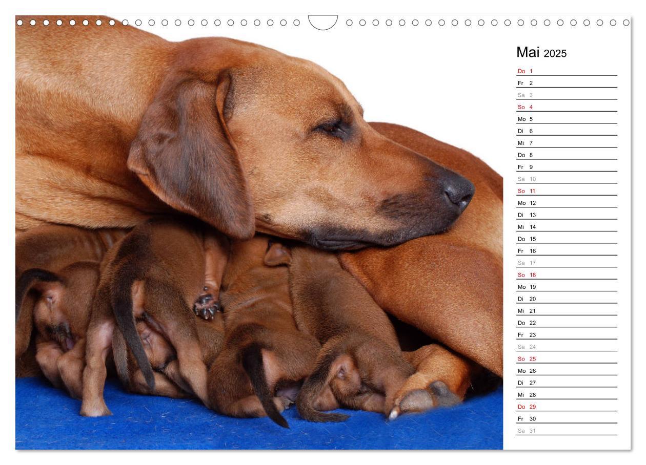 Bild: 9783435454617 | Rhodesian Ridgeback Terminkalender (Wandkalender 2025 DIN A3 quer),...