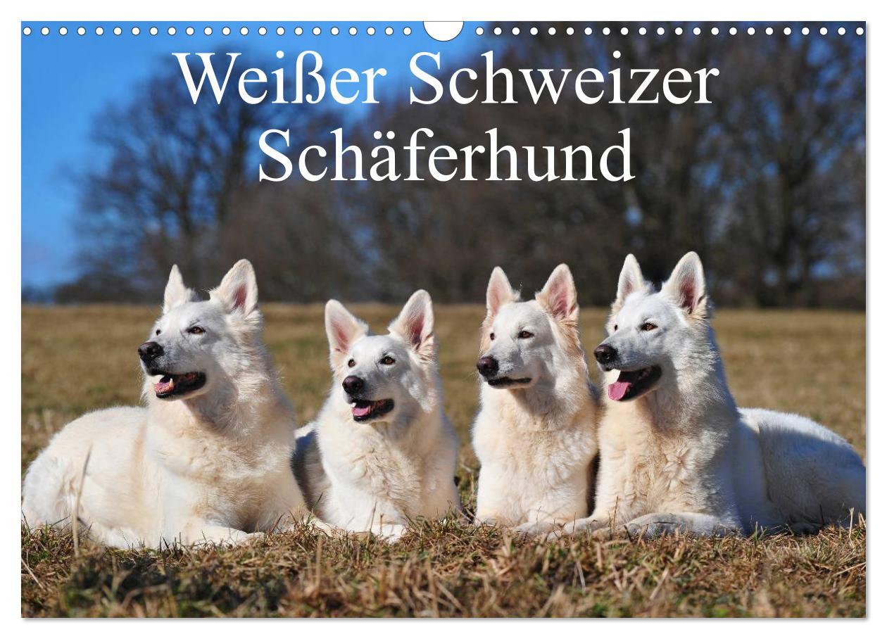 Cover: 9783435765560 | Weißer Schweizer Schäferhund (Wandkalender 2025 DIN A3 quer),...