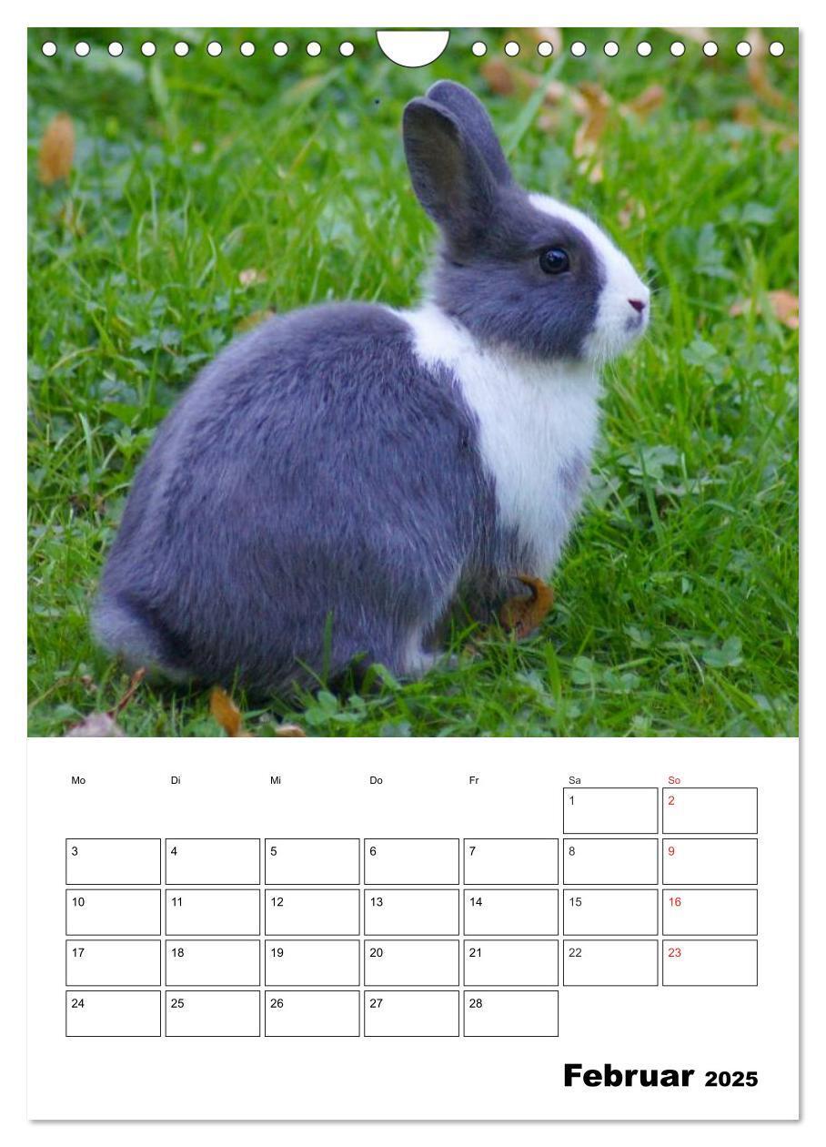 Bild: 9783457013236 | Kaninchen Terminplaner (Wandkalender 2025 DIN A4 hoch), CALVENDO...