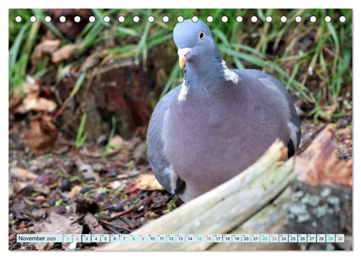 Bild: 9783435147212 | Gefiederte Gesellen - Vögel aus Wald und Garten (Tischkalender 2025...