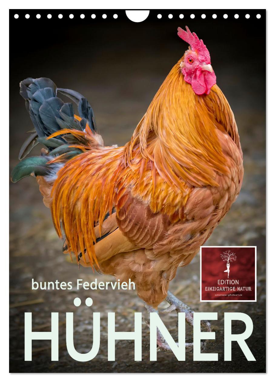 Cover: 9783435931484 | Hühner - buntes Federvieh (Wandkalender 2025 DIN A4 hoch), CALVENDO...