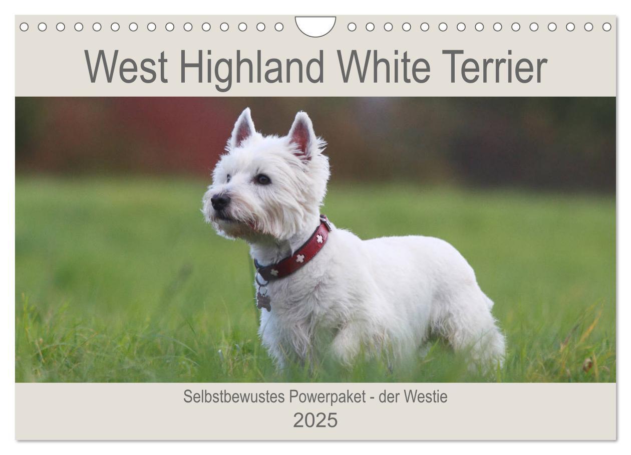 Cover: 9783435408665 | West Highland White Terrier - Selbstbewustes Powerpaket - der...