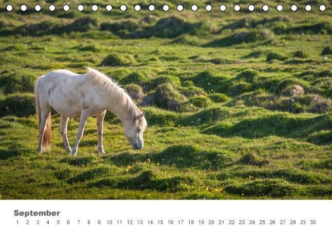 Bild: 9783664659449 | Islandpferde: Gefährten der Wikinger (Tischkalender immerwährend...