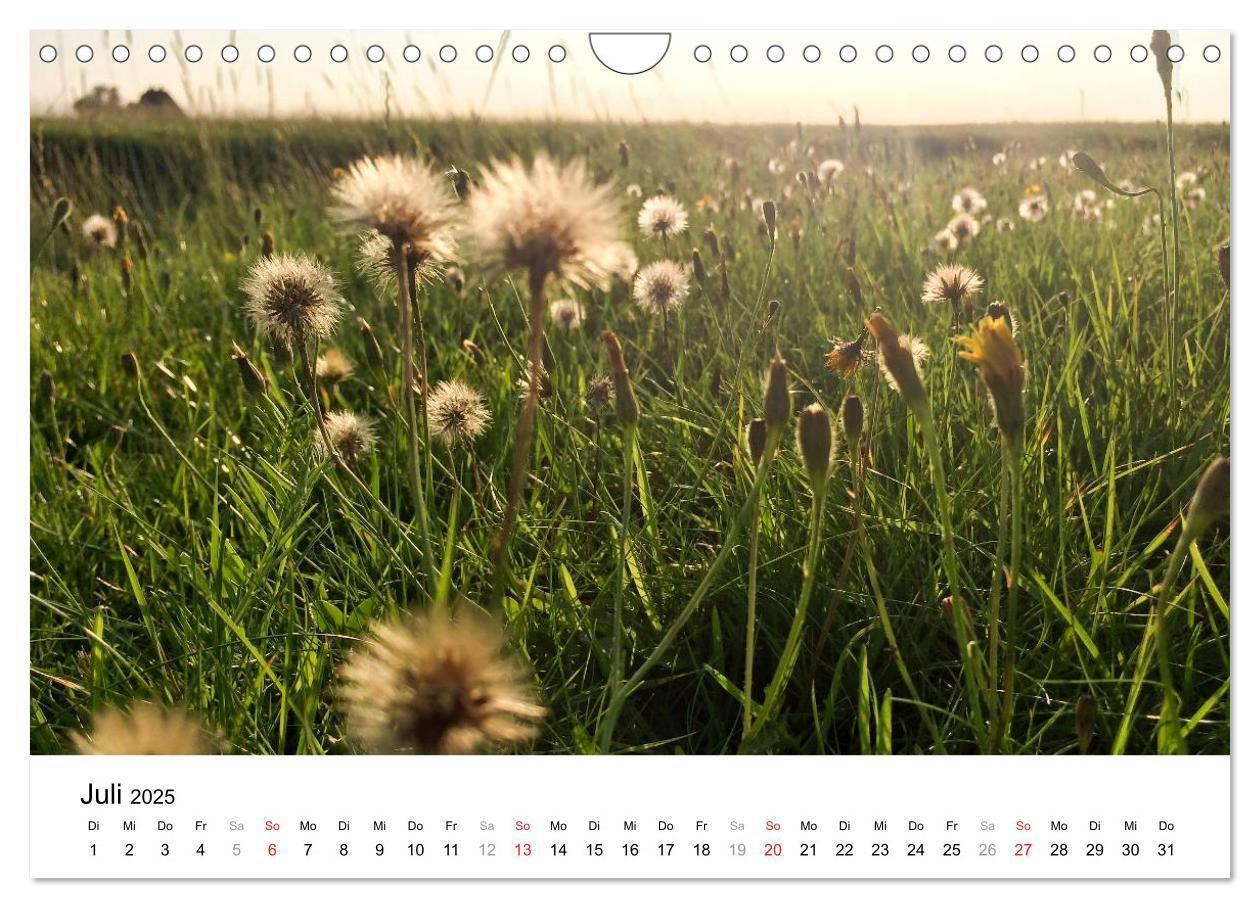 Bild: 9783435570386 | Hallig Hooge - zwischen Himmel und Erde (Wandkalender 2025 DIN A4...