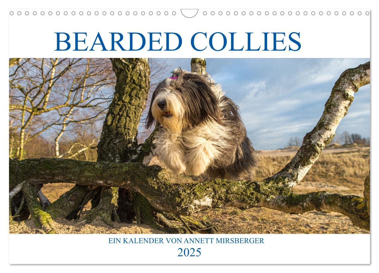 Cover: 9783435426904 | BEARDED COLLIES 2025 (Wandkalender 2025 DIN A3 quer), CALVENDO...