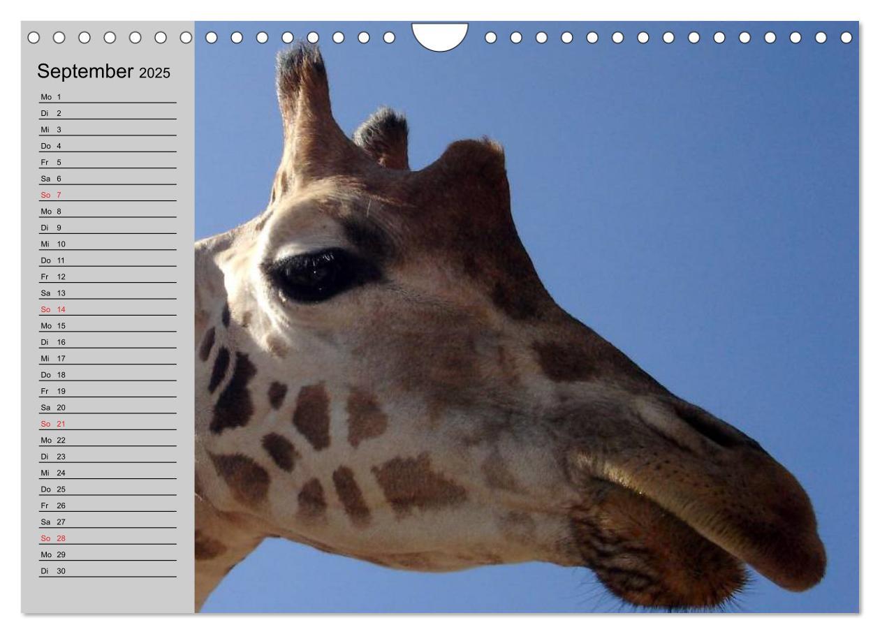 Bild: 9783435535330 | Giraffen. Dem Himmel so nah (Wandkalender 2025 DIN A4 quer),...