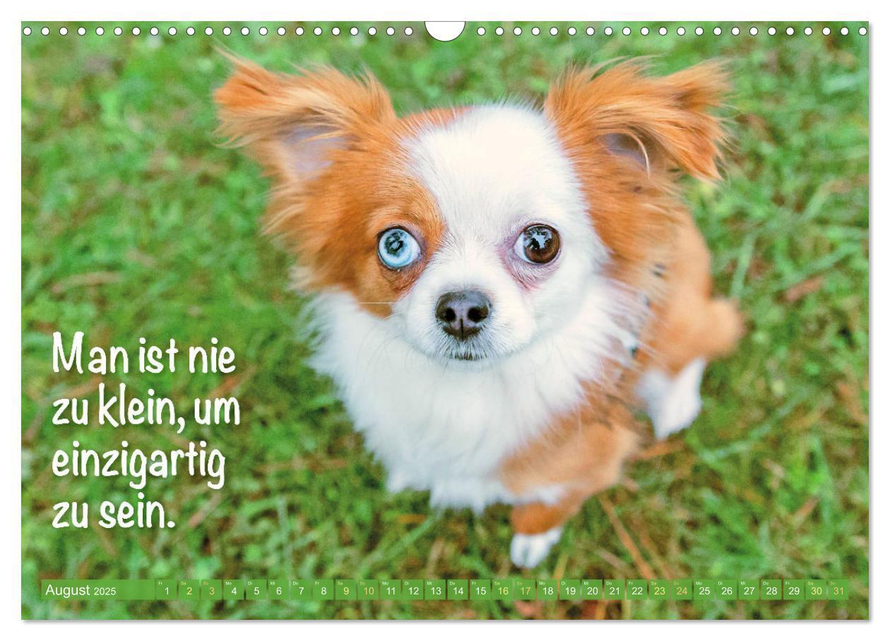 Bild: 9783457199817 | Chihuahua: Kleine Hunde, aber oho (Wandkalender 2025 DIN A3 quer),...