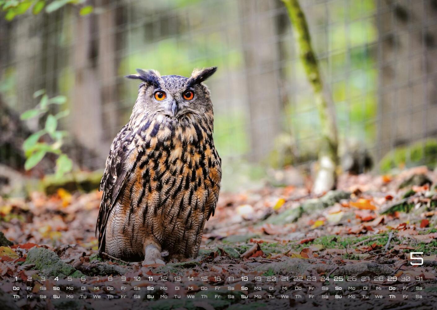 Bild: 9783986733940 | Eulen - Wächter der Nacht - 2025 - Kalender DIN A2 | GP-Fever.de