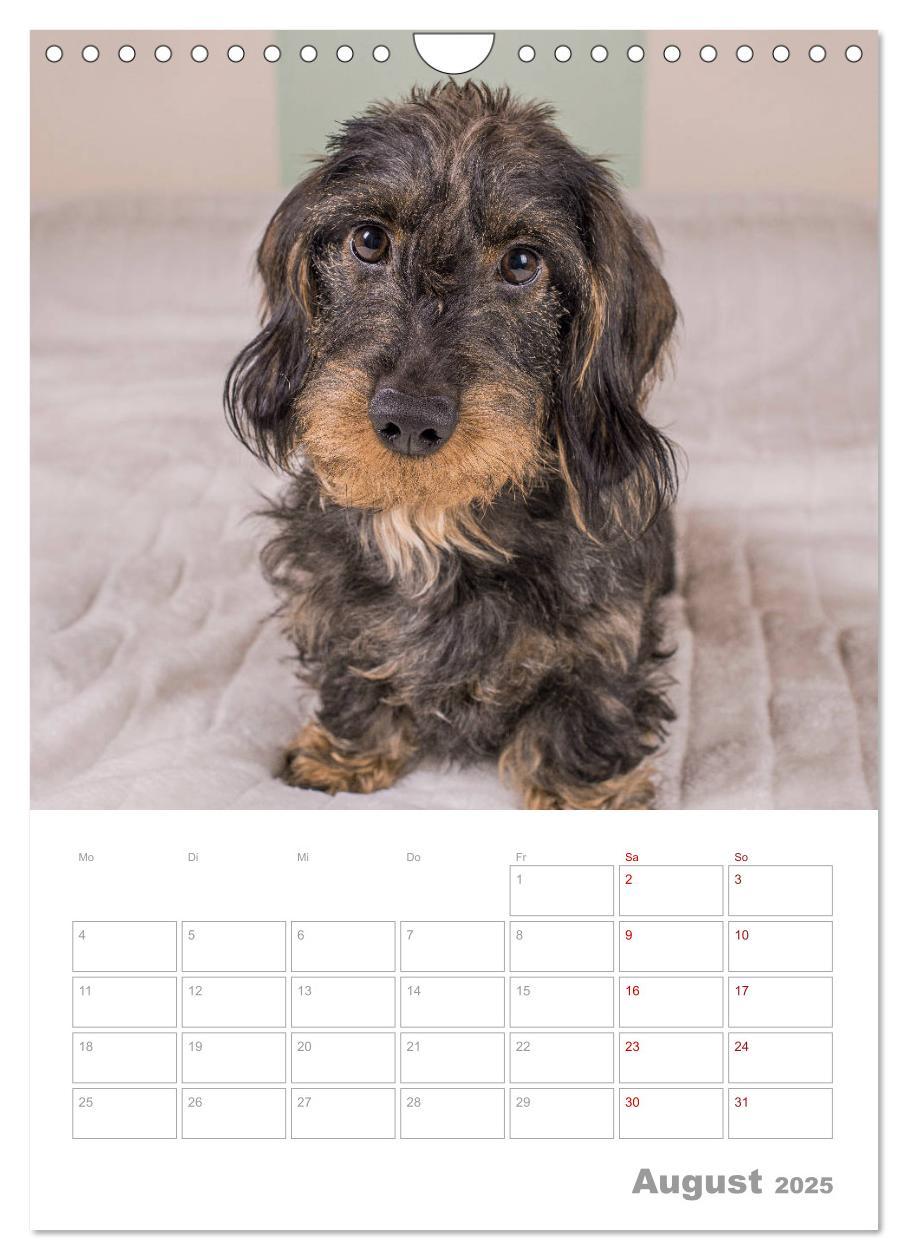 Bild: 9783435974030 | Dackelportraits (Wandkalender 2025 DIN A4 hoch), CALVENDO...