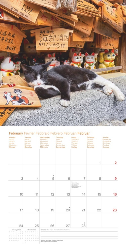 Bild: 4002725987945 | N NEUMANNVERLAGE - Cats Around the World 2025 Broschürenkalender,...