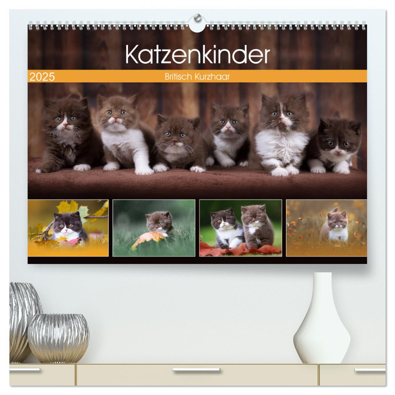 Cover: 9783435338290 | Katzenkinder - Britisch Kurzhaar (hochwertiger Premium Wandkalender...