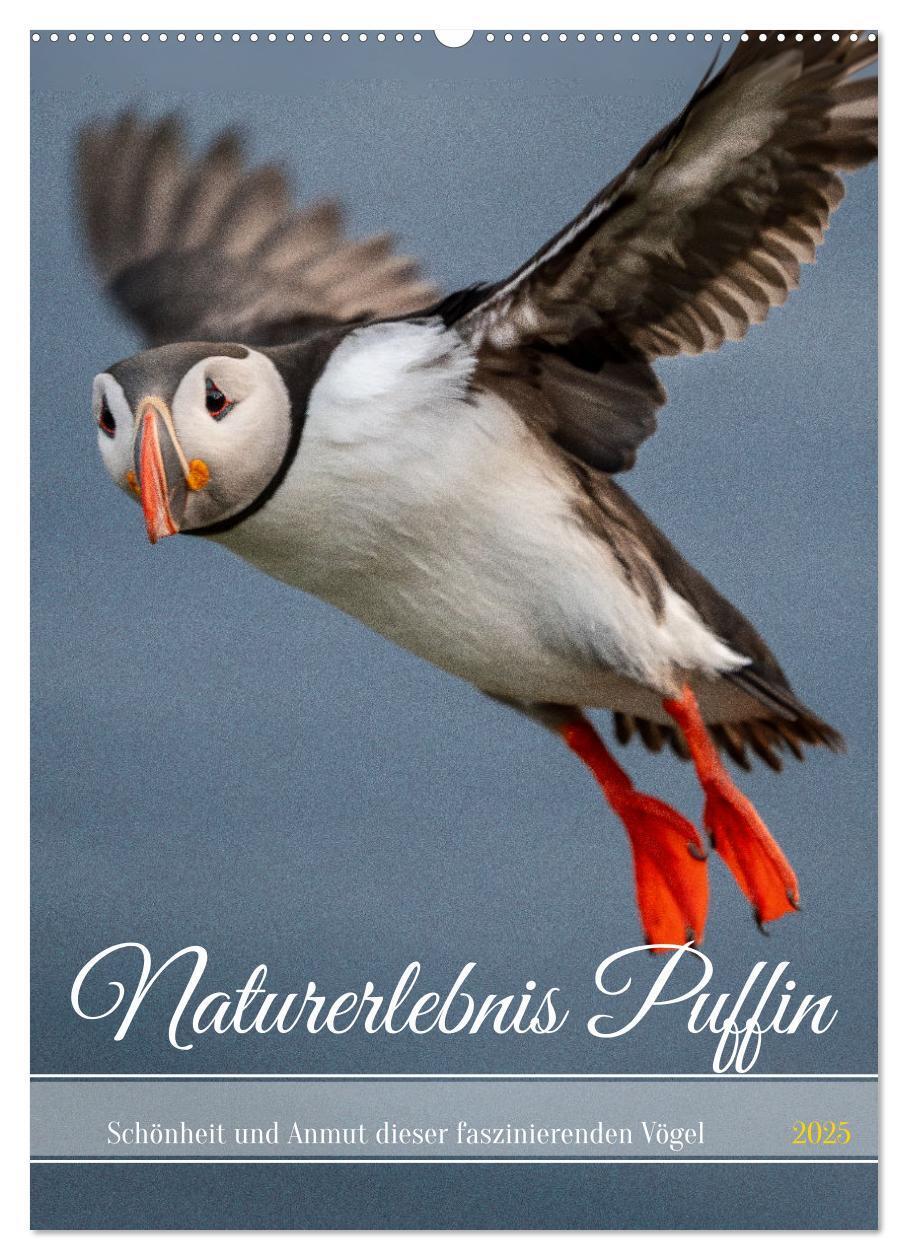 Cover: 9783435849390 | Naturerlebnis Puffin (Wandkalender 2025 DIN A2 hoch), CALVENDO...