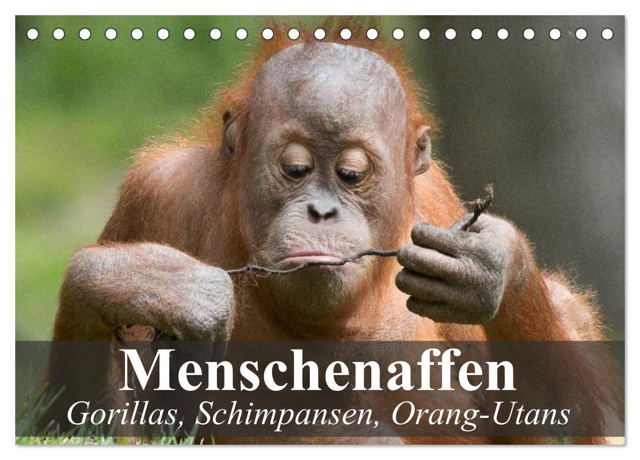 Cover: 9783435623068 | Menschenaffen. Gorillas, Schimpansen, Orang-Utans (Tischkalender...