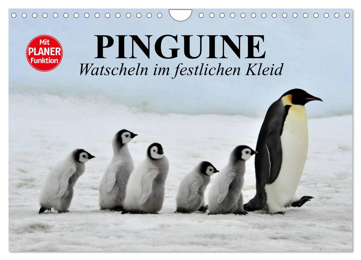 Cover: 9783435550708 | Pinguine - Watscheln im festlichen Kleid (Wandkalender 2025 DIN A4...