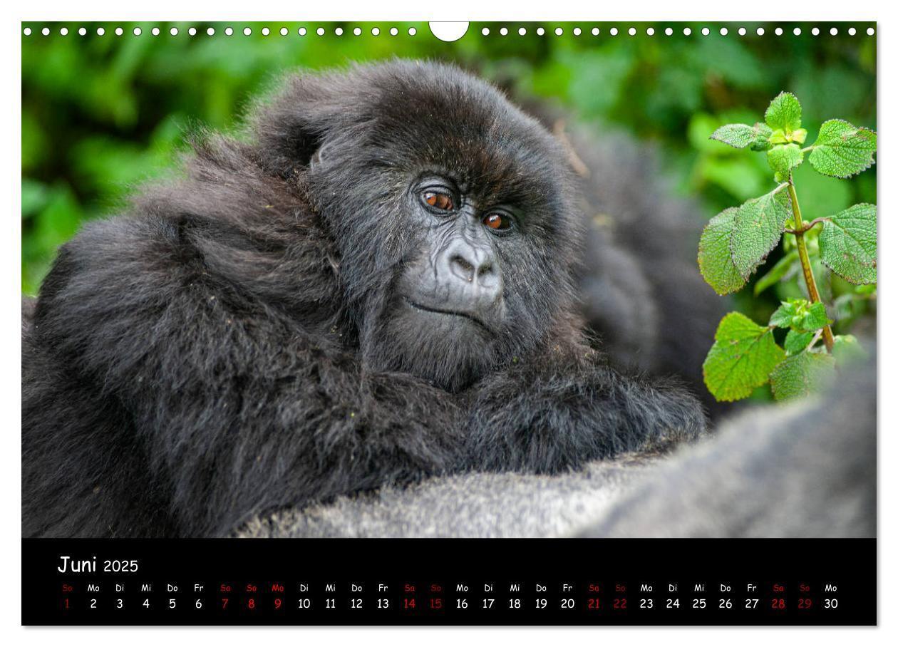 Bild: 9783435119387 | Berggorillas: die bedrohten Riesen (Wandkalender 2025 DIN A3 quer),...