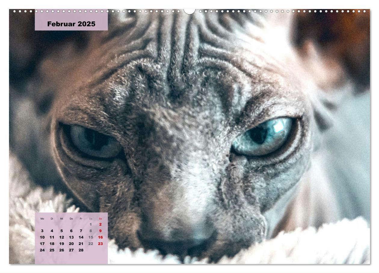 Bild: 9783435049790 | Sphinx. Grazile und anmutige Nacktkatzen (Wandkalender 2025 DIN A2...