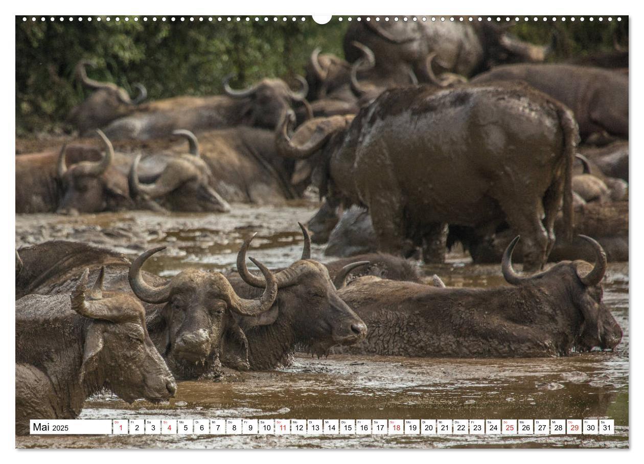 Bild: 9783435150915 | Wunderwelt der Tiere - Südafrika (Wandkalender 2025 DIN A2 quer),...