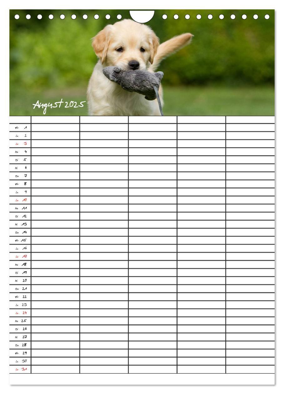 Bild: 9783457088562 | Familienplaner: Golden Retriever Welpen (Wandkalender 2025 DIN A4...