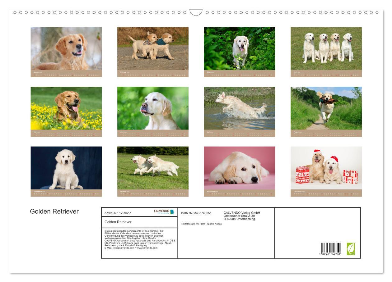 Bild: 9783435743551 | Golden Retriever (Wandkalender 2025 DIN A2 quer), CALVENDO...