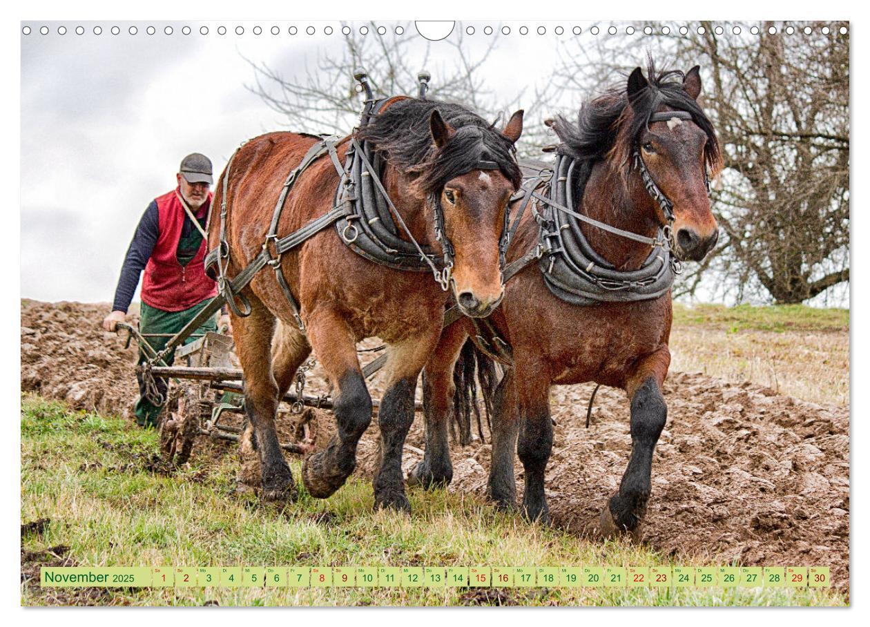 Bild: 9783435096176 | Zugpferde bei der Feldarbeit (Wandkalender 2025 DIN A3 quer),...