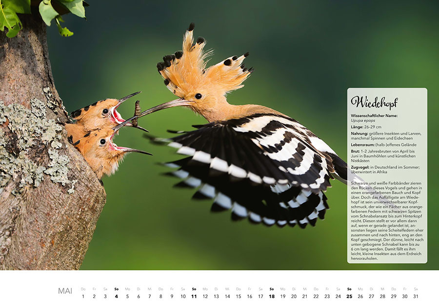 Bild: 9783966648370 | Unsere Gartenvögel Kalender 2025 | Kalender | Spiralbindung | 14 S.