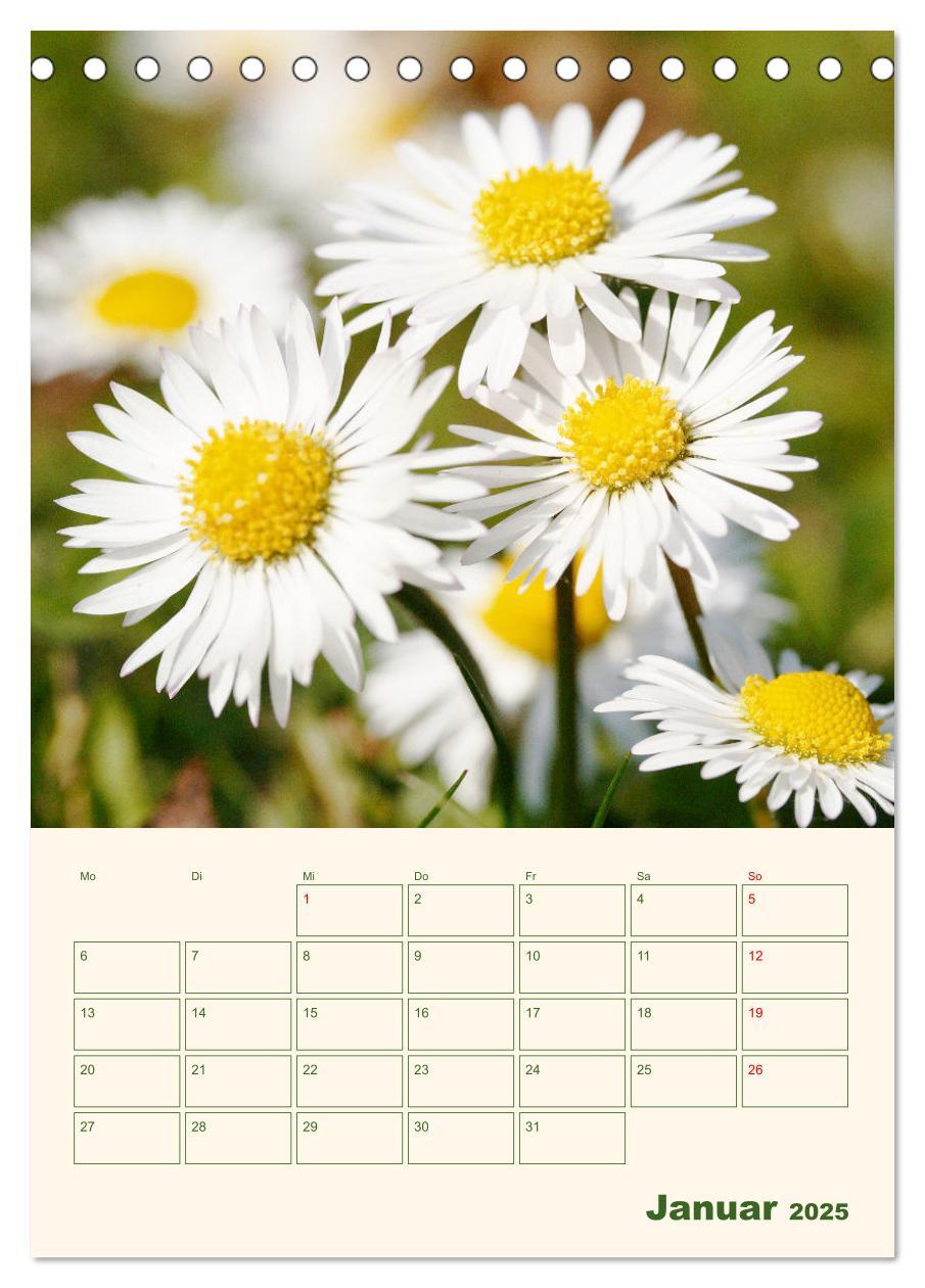 Bild: 9783435929559 | Verträumte Gänseblümchen (Tischkalender 2025 DIN A5 hoch), CALVENDO...