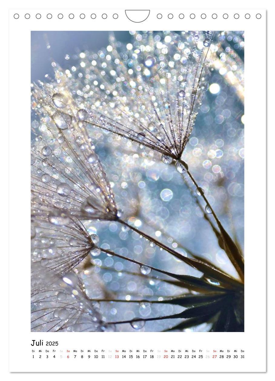 Bild: 9783457054819 | Die Pusteblume neu erleben (Wandkalender 2025 DIN A4 hoch),...