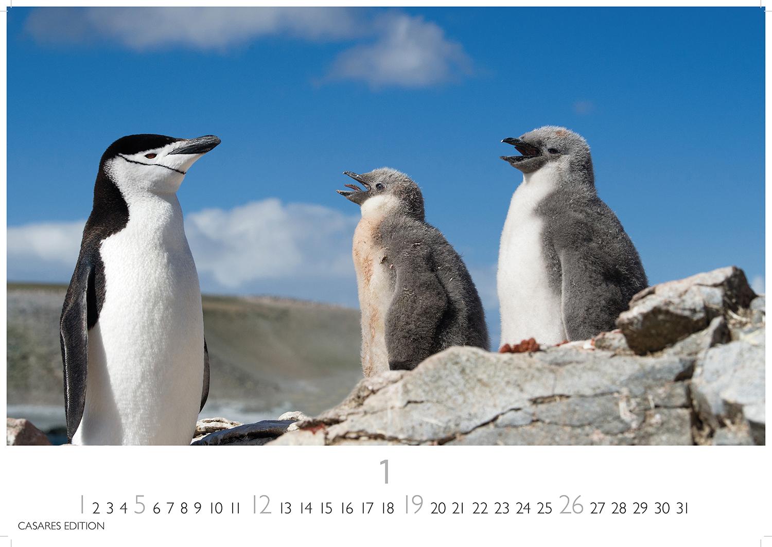 Bild: 9781835241202 | Pinguine 2025 L 35x50cm | Kalender | 14 S. | Deutsch | 2025