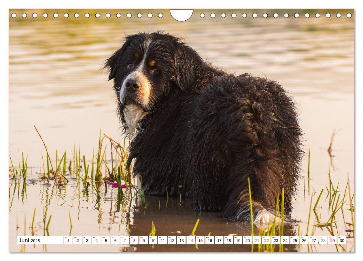 Bild: 9783435315727 | Ein Herz auf 4 Pfoten - Berner Sennenhund (Wandkalender 2025 DIN A4...