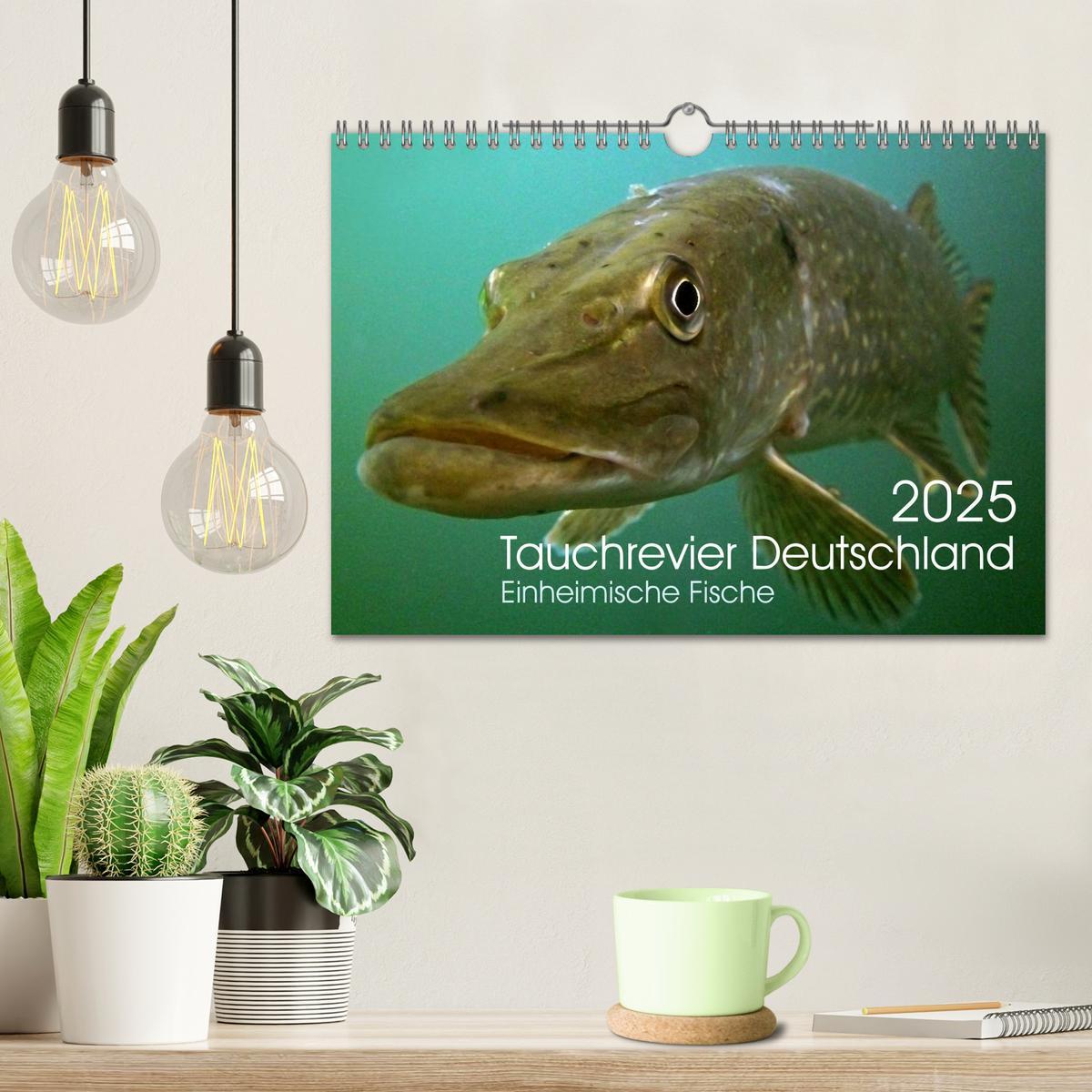 Bild: 9783435566495 | Tauchrevier Deutschland (Wandkalender 2025 DIN A4 quer), CALVENDO...