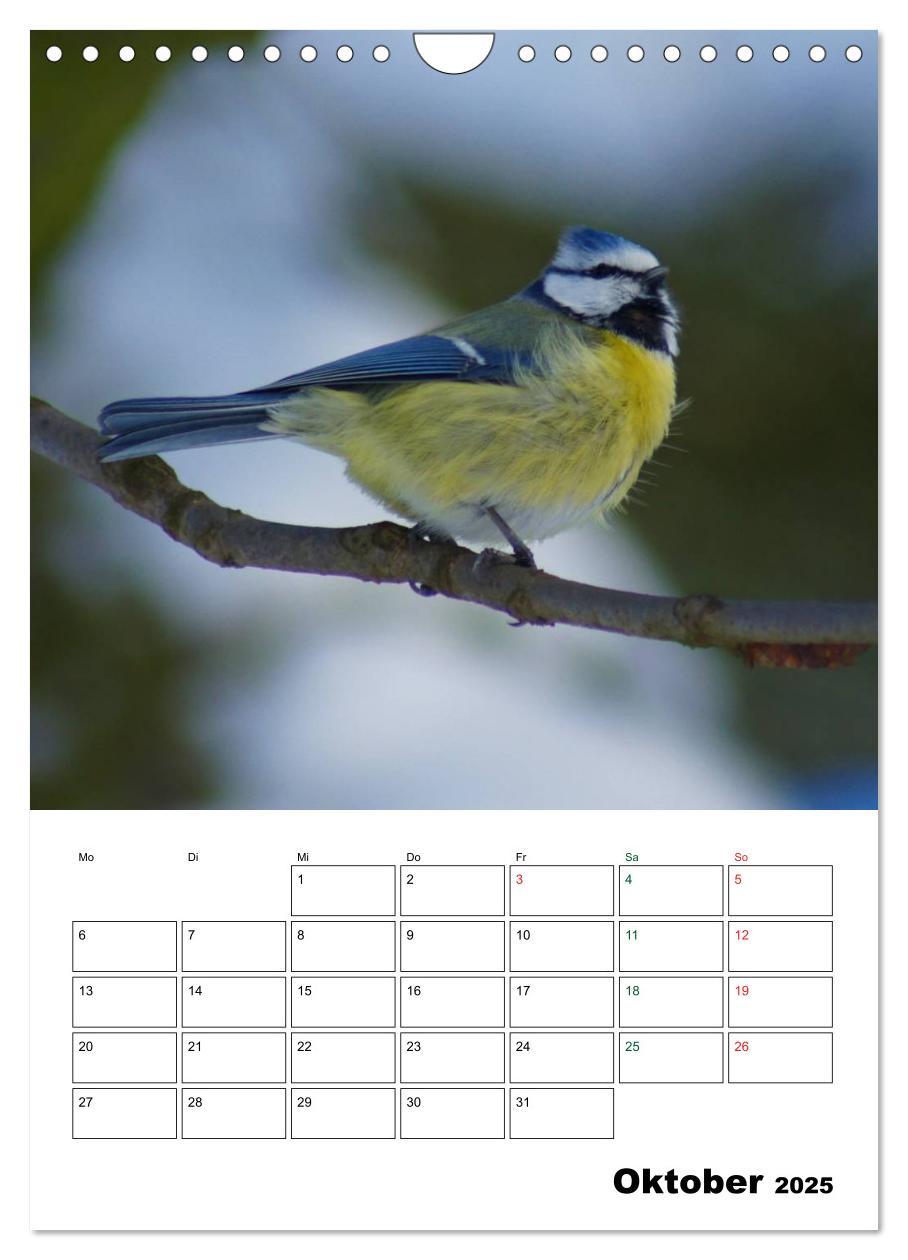 Bild: 9783457086025 | Heimische Singvögel (Wandkalender 2025 DIN A4 hoch), CALVENDO...