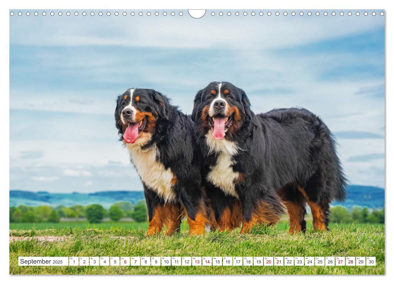 Bild: 9783383847561 | Berner Sennenhund - Ein Freund auf vier Pfoten (Wandkalender 2025...