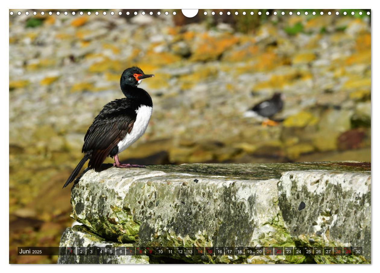 Bild: 9783435124565 | Tierparadies Südpolarmeer (Wandkalender 2025 DIN A3 quer), CALVENDO...