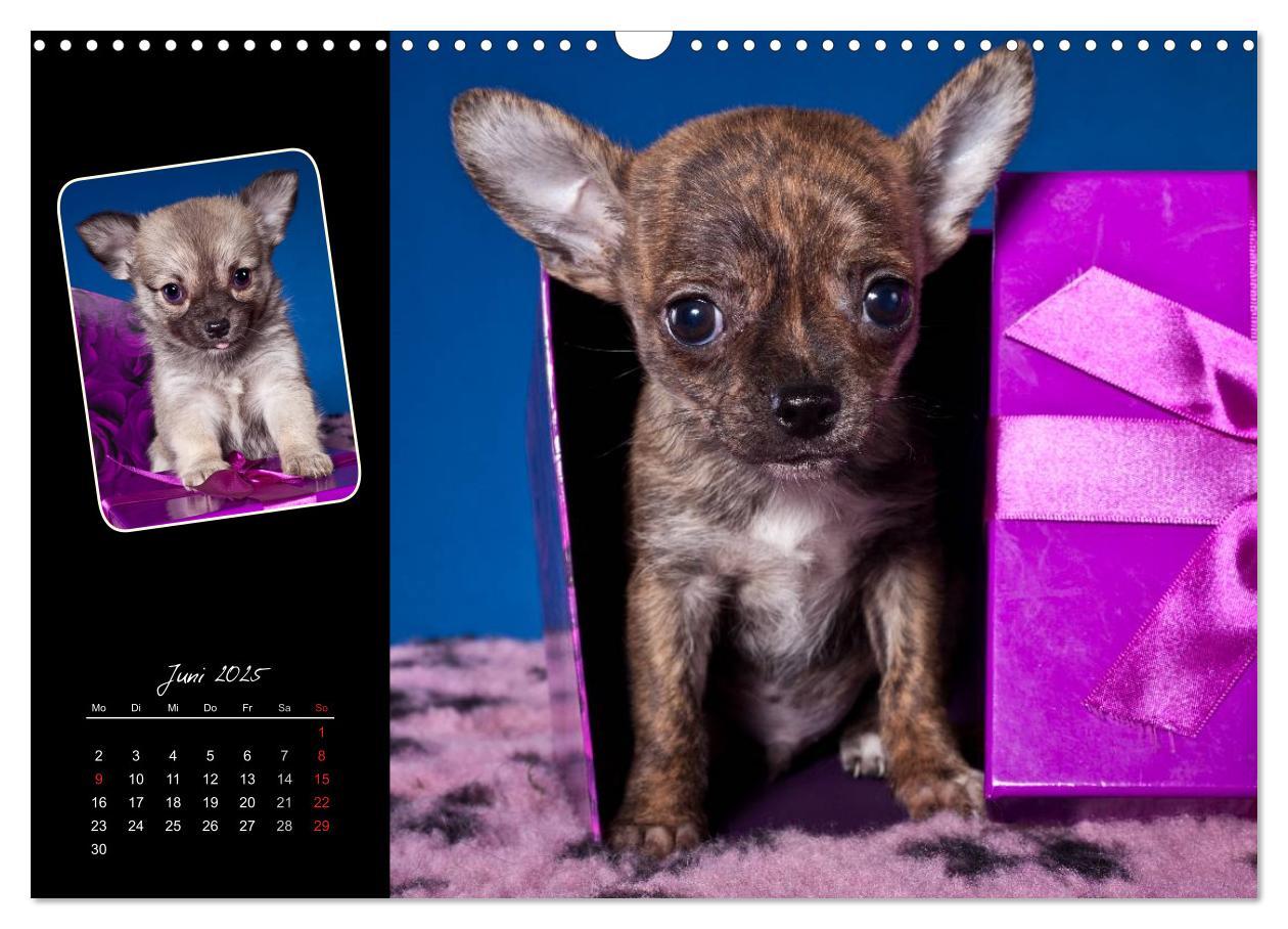 Bild: 9783435835294 | Chihuahua Welpen und Freunde (Wandkalender 2025 DIN A3 quer),...