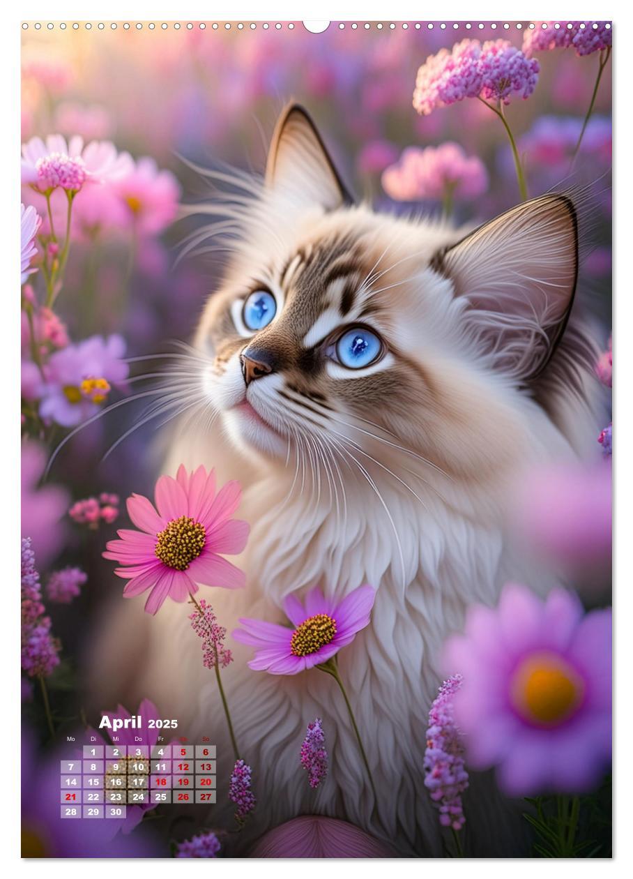 Bild: 9783383833342 | Pfotenabenteuer - Ragdolls in der Natur (Wandkalender 2025 DIN A2...