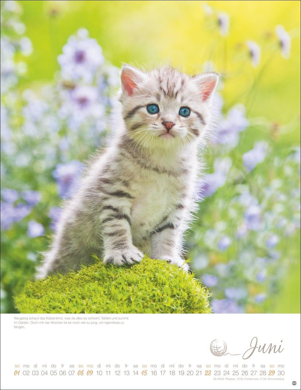 Bild: 9783756405305 | Katzenkinder Posterkalender 2025 | Kalender | Spiralbindung | 14 S.