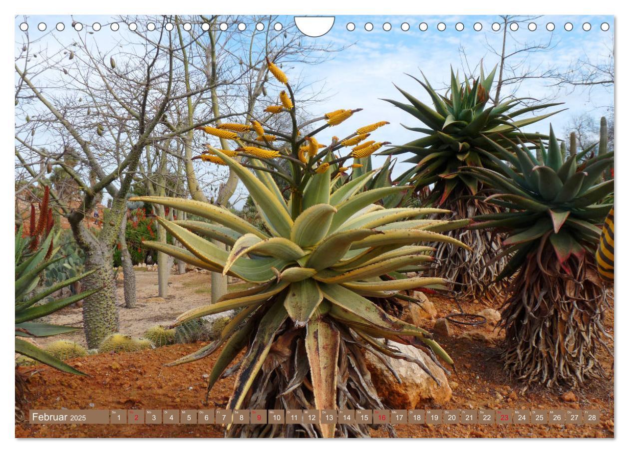 Bild: 9783435337064 | BOTANICACTUS Mallorcas Kakteengarten (Wandkalender 2025 DIN A4...