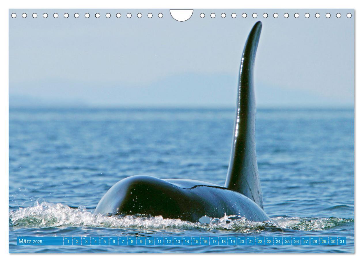 Bild: 9783383846755 | Orcas: Schwarz-weiße Giganten (Wandkalender 2025 DIN A4 quer),...