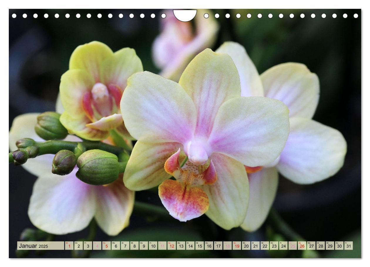 Bild: 9783383765049 | Beliebte Orchideen (Wandkalender 2025 DIN A4 quer), CALVENDO...