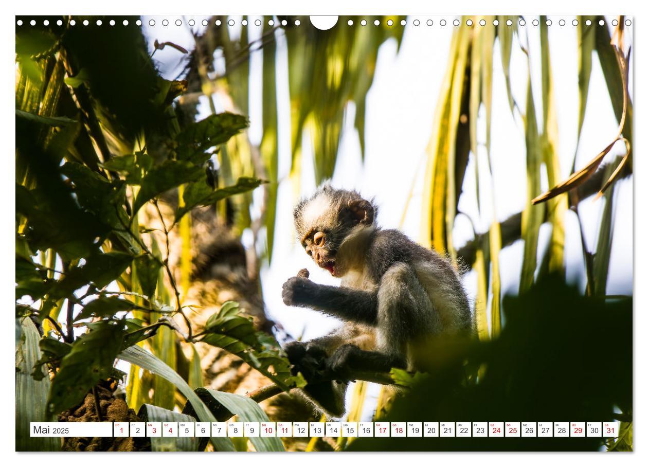 Bild: 9783457151044 | Gunung Leuser Nationalpark Sumatra (Wandkalender 2025 DIN A3 quer),...