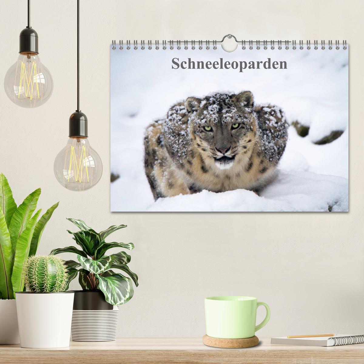 Bild: 9783435606276 | Schneeleoparden (Wandkalender 2025 DIN A4 quer), CALVENDO...