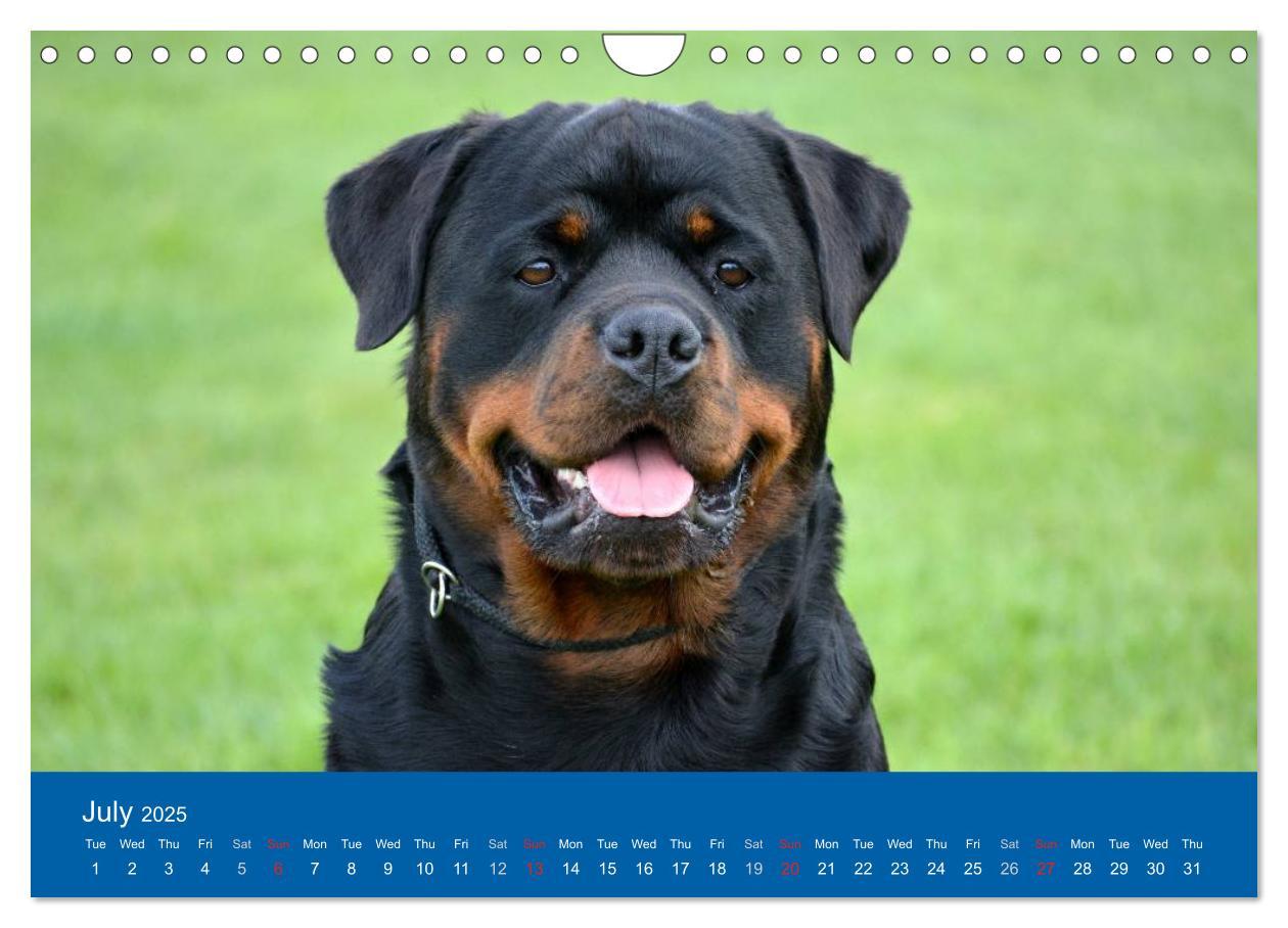 Bild: 9781325956425 | Rottweiler Portait Shots 2025 (Wall Calendar 2025 DIN A4...